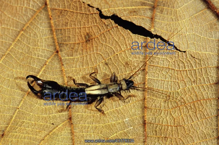 : Earwig, Papua New Guinea : Earwig, Papua New Guinea