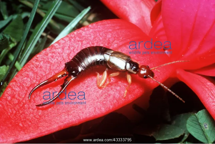 : EARWIG - ON PETAL : EARWIG - ON PETAL