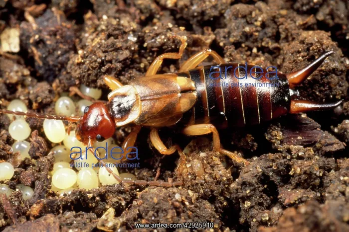 : Earwig - tending to her eggs : Earwig - tending to her eggs