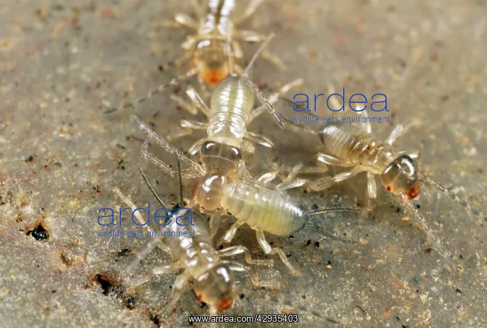 : Earwigs - babies or nymphs : Earwigs - babies or nymphs