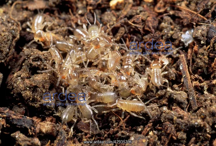 : Earwigs - babies or nymphs in nest : Earwigs - babies or nymphs in nest