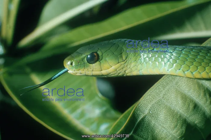 : East African Bush Snake : East African Bush Snake