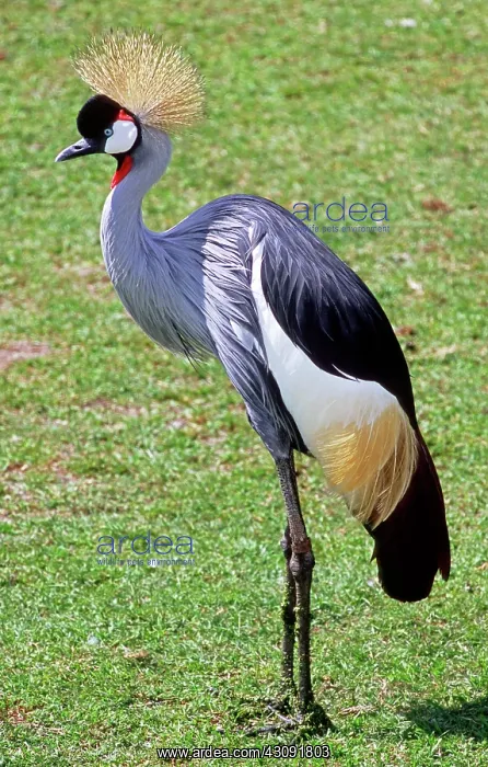 : East African Crowned Crane : East African Crowned Crane