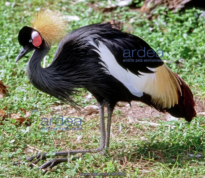 : East African Crowned Crane : East African Crowned Crane