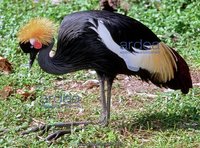 : East African Crowned Crane : East African Crowned Crane
