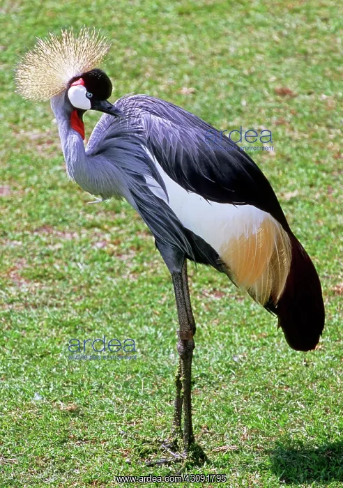 : East African Crowned Crane preening : East African Crowned Crane preening