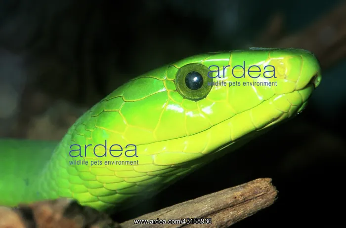  : East African Green Mamba