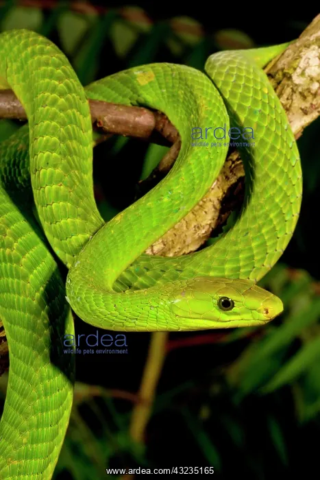 : East African Green Mamba, Dendroaspis angusticeps : East African Green Mamba, Dendroaspis angusticeps