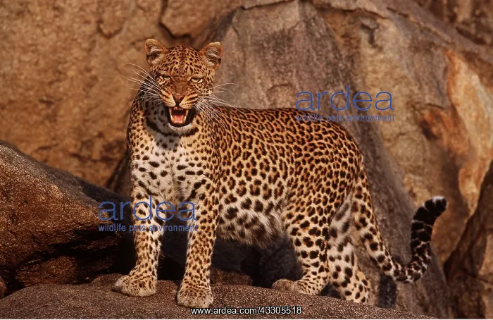  : East African LEOPARD