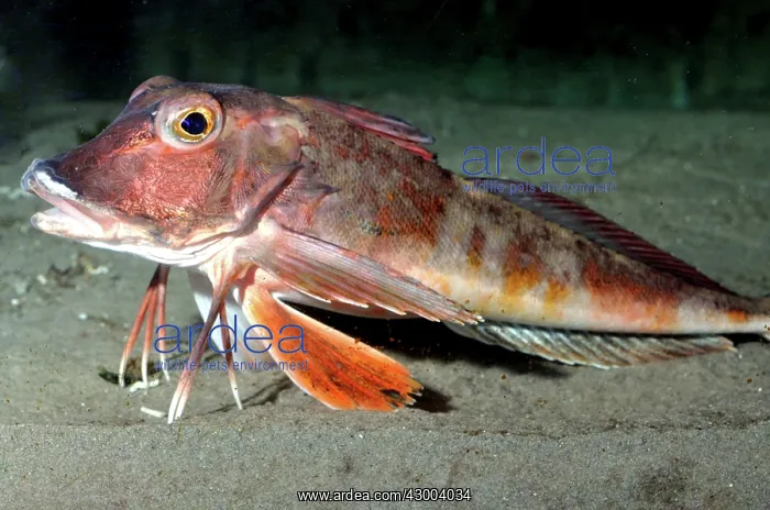 : East Atlantic / Red Gurnard : East Atlantic / Red Gurnard