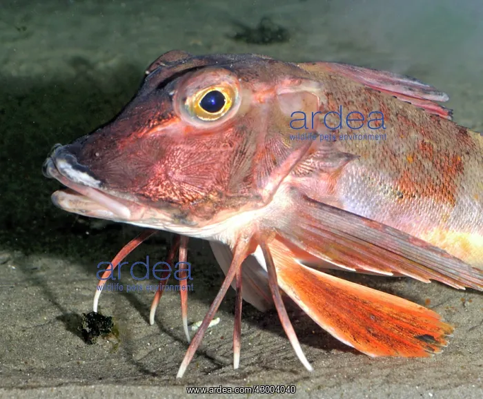 : East Atlantic / Red Gurnard : East Atlantic / Red Gurnard