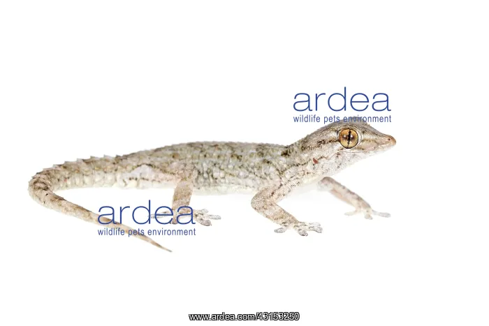 : East Canary Gecko : East Canary Gecko