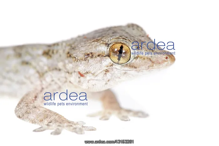 : East Canary Gecko : East Canary Gecko