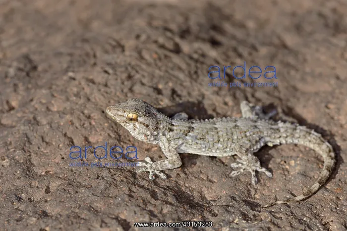 : East Canary Gecko : East Canary Gecko