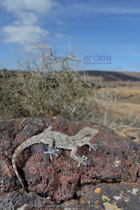: East Canary Gecko : East Canary Gecko