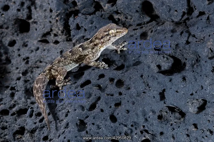 : East Canary Gecko - on a volcanic rock : East Canary Gecko - on a volcanic rock