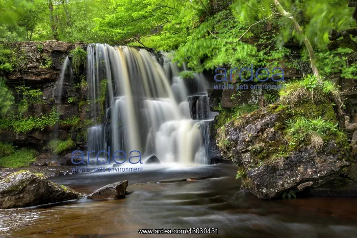 : East Gill Force - Keld - Swaledale - Yorkshire - UK : East Gill Force - Keld - Swaledale - Yorkshire - UK