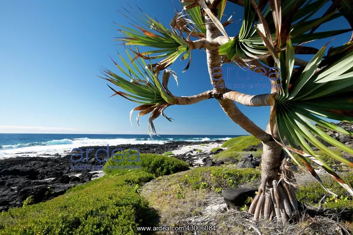 : East of Ilot Gabriel island sea shore : East of Ilot Gabriel island sea shore
