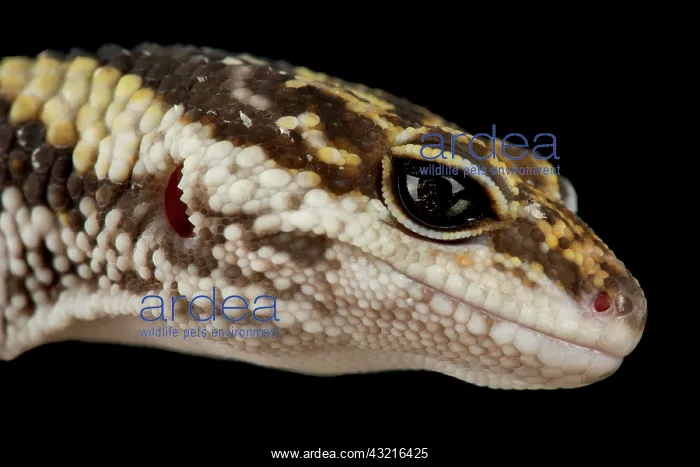 : East Indian leopard gecko (Eublepharis hardwickii) : East Indian leopard gecko (Eublepharis hardwickii)