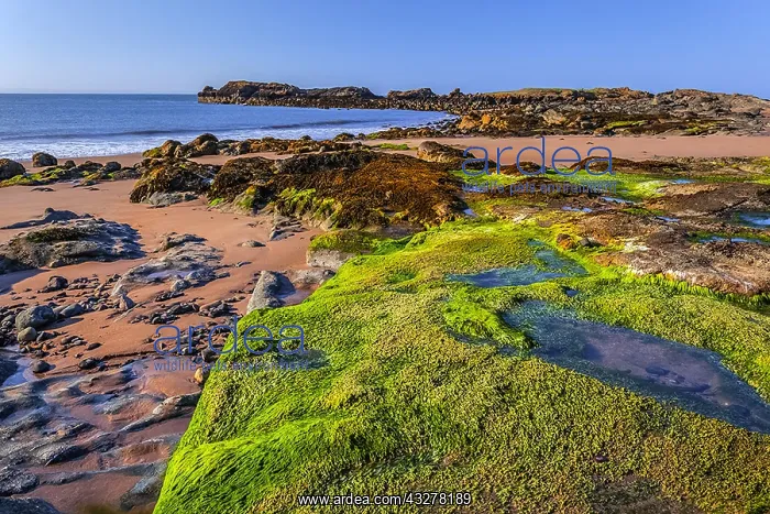 : East Lothian Coast - sandy beach and by seaweed : East Lothian Coast - sandy beach and by seaweed