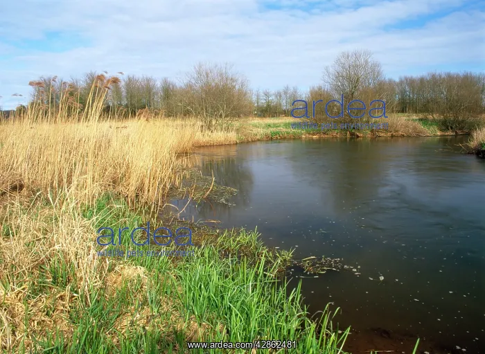 : East Stoke Fen - & river Frome : East Stoke Fen - & river Frome