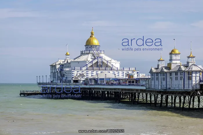 : EASTBOURNE, EAST SUSSEX, UK - JULY 29 : View of : EASTBOURNE, EAST SUSSEX, UK - JULY 29 : View of