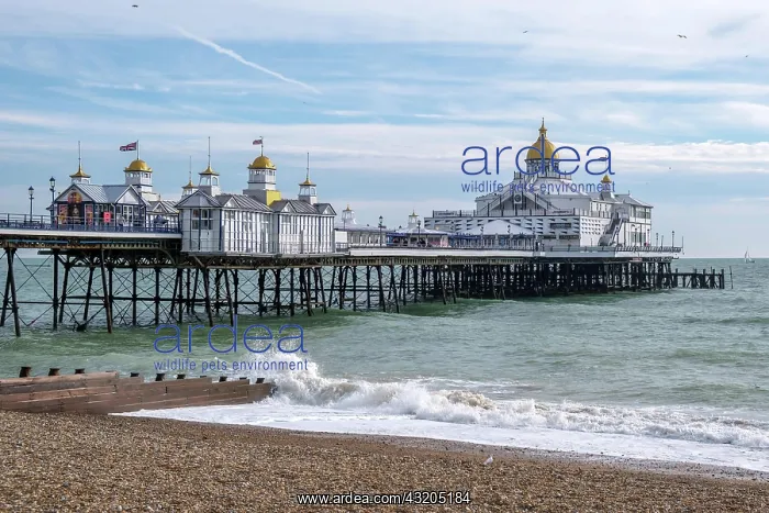 : EASTBOURNE, EAST SUSSEX / UK - NOVEMBER 4 : View of : EASTBOURNE, EAST SUSSEX / UK - NOVEMBER 4 : View of