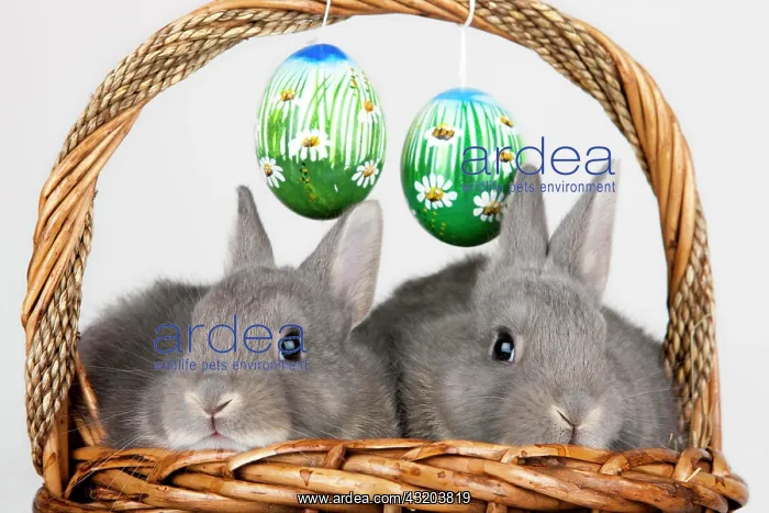 : Easter bunnies and Easter eggs in a basket, Marburger : Easter bunnies and Easter eggs in a basket, Marburger