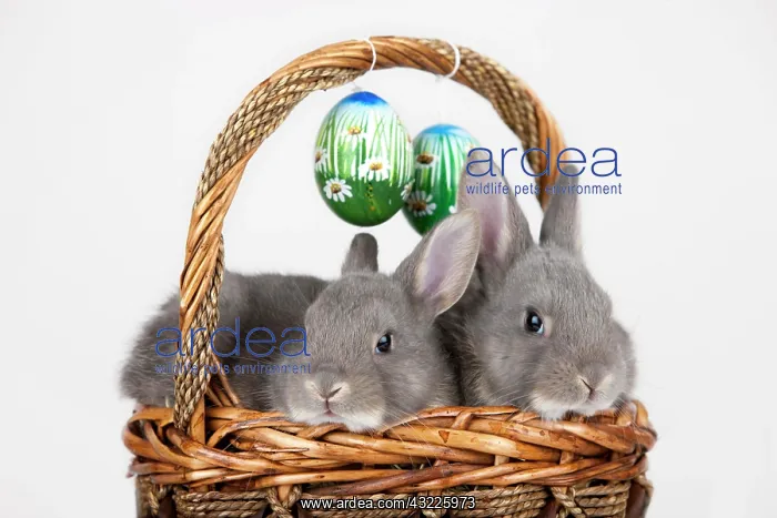 : Easter bunnies and Easter eggs in a basket, Marburger : Easter bunnies and Easter eggs in a basket, Marburger