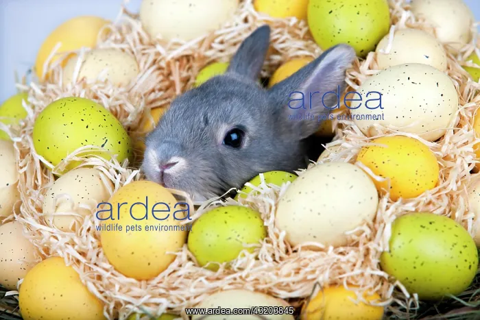 : Easter bunny with Easter egg nest, Marburger Feh : Easter bunny with Easter egg nest, Marburger Feh