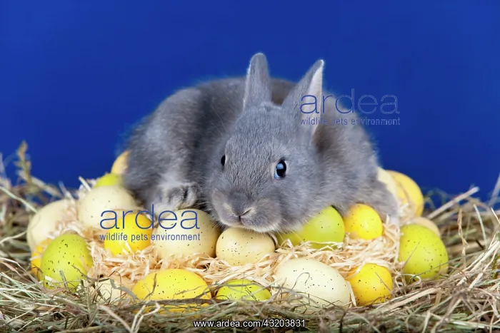 : Easter bunny with Easter eggs on hay nest, Marburger : Easter bunny with Easter eggs on hay nest, Marburger