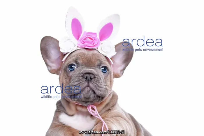 : Easter bunny French Bulldog dog puppy wearing floral : Easter bunny French Bulldog dog puppy wearing floral