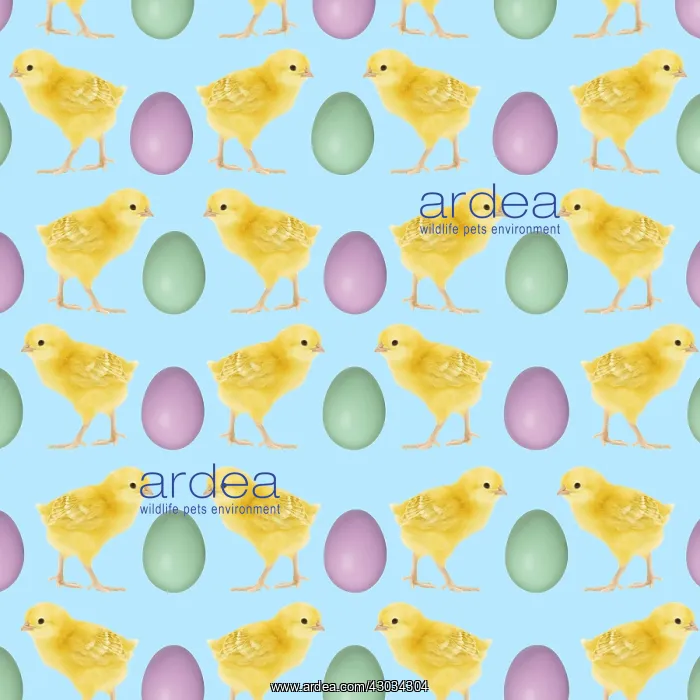  : Easter chick and egg pattern