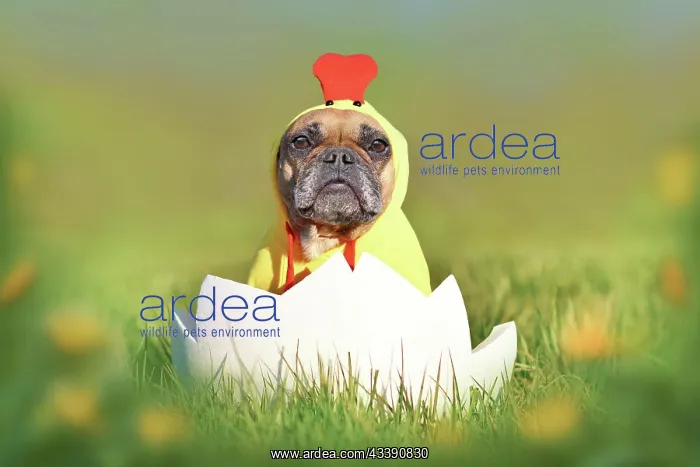  : Easter chicken dog. Funny French Bulldog sitting