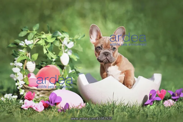 : Easter dog. French Bulldog puppy sitting in egg : Easter dog. French Bulldog puppy sitting in egg
