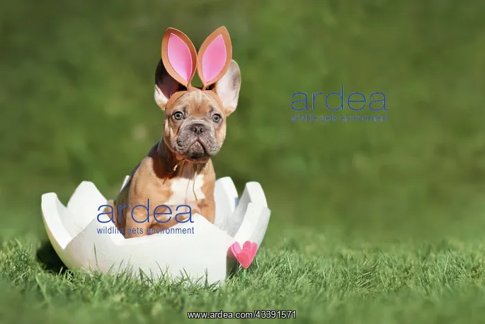 : Easter dog. French Bulldog puppy sitting in egg : Easter dog. French Bulldog puppy sitting in egg