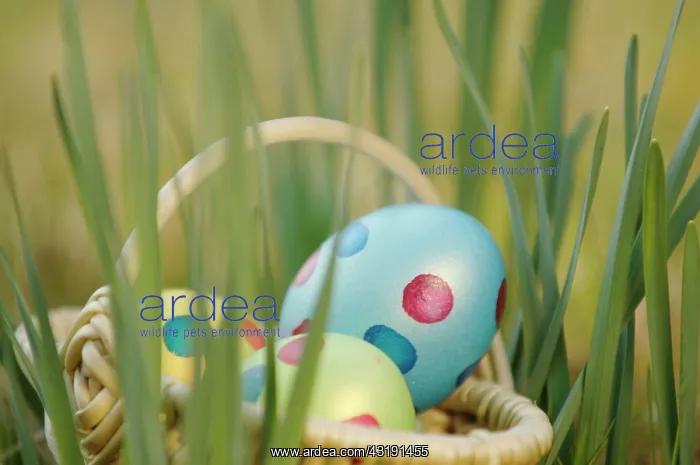 : Easter eggs in basket : Easter eggs in basket