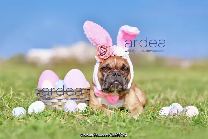 : Easter French Bulldog dog with rabbit costume ears : Easter French Bulldog dog with rabbit costume ears