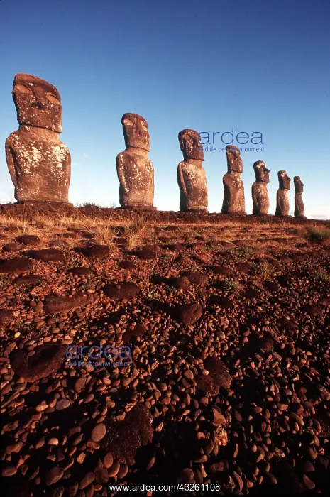 : Easter Island, Chile - Moai, a kivi (Atiu) site : Easter Island, Chile - Moai, a kivi (Atiu) site