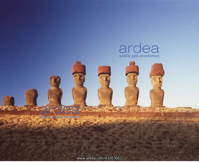 : Easter Island - Moai Statues : Easter Island - Moai Statues