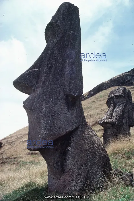 : EASTER ISLAND - Statue, Outside Crater : EASTER ISLAND - Statue, Outside Crater