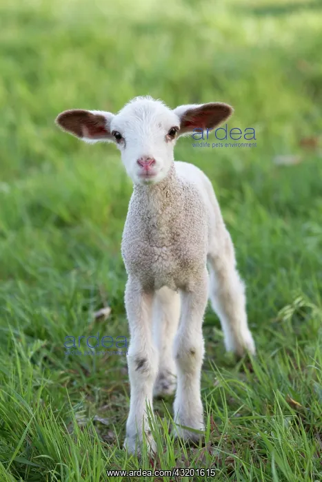 : Easter lamb, sheep (Ovis orientalis Aries) : Easter lamb, sheep (Ovis orientalis Aries)