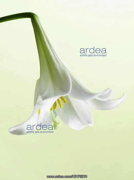 : Easter lily, Lilium longiflorum, single flower hanging down : Easter lily, Lilium longiflorum, single flower hanging down