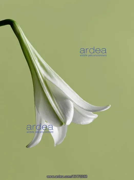 : Easter lily, Lilium longiflorum, single flower hanging down : Easter lily, Lilium longiflorum, single flower hanging down