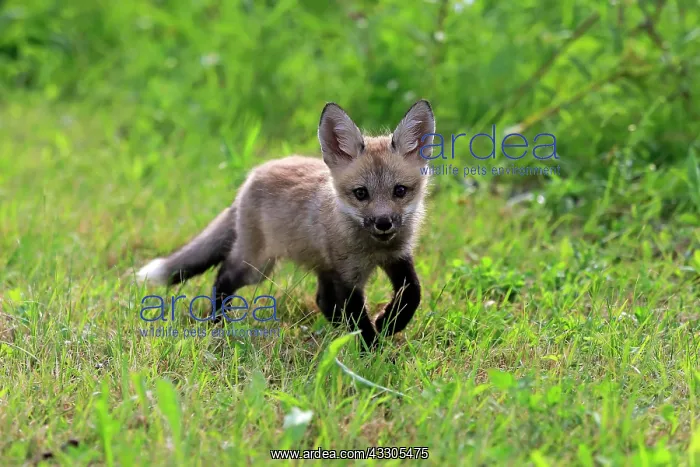 : Eastern American Red Fox (Vulpes vulpes fulvus) : Eastern American Red Fox (Vulpes vulpes fulvus)