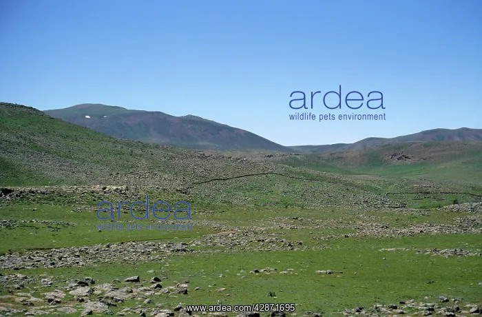  : Eastern Anatolian, Turkey - example of Steppe