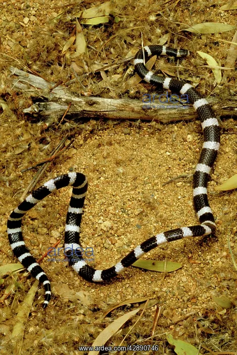 : Eastern bandy-bandy - 'loopingI in alarm, a nocturnal : Eastern bandy-bandy - 'loopingI in alarm, a nocturnal