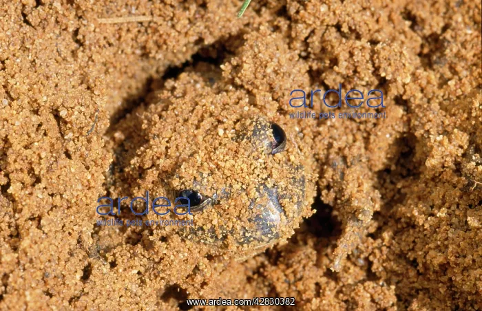 : Eastern Banjo / Dumeril's FROG - burrowing in sand : Eastern Banjo / Dumeril's FROG - burrowing in sand