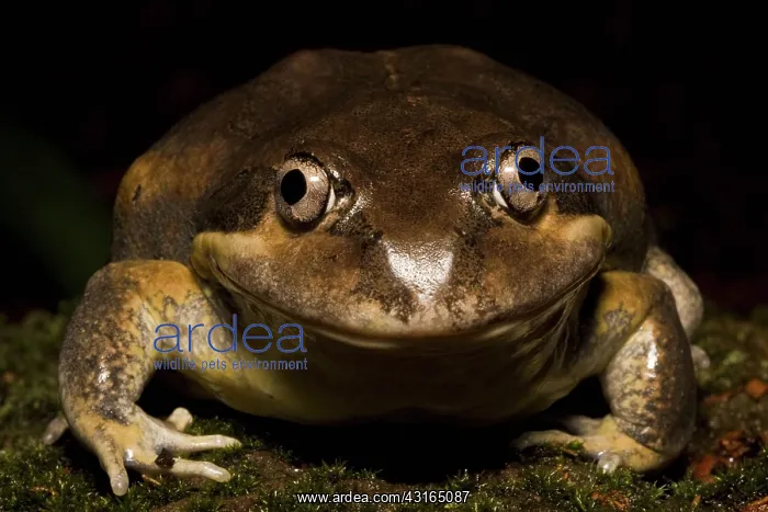: Eastern Banjo Frog : Eastern Banjo Frog