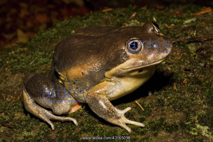 : Eastern Banjo Frog : Eastern Banjo Frog